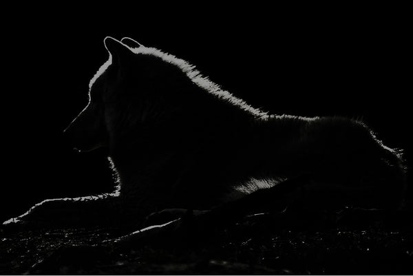 BLACK WOLF MEMBERSHIP