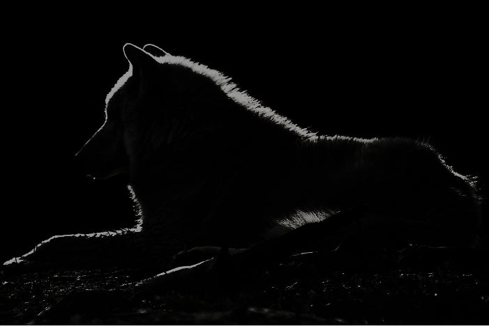 BLACK WOLF MEMBERSHIP