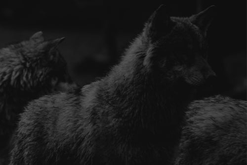 LEAD THE PACK